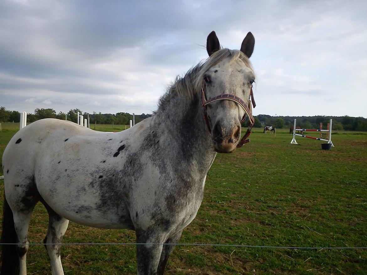 Appaloosa Mr. Appelbey billede 13