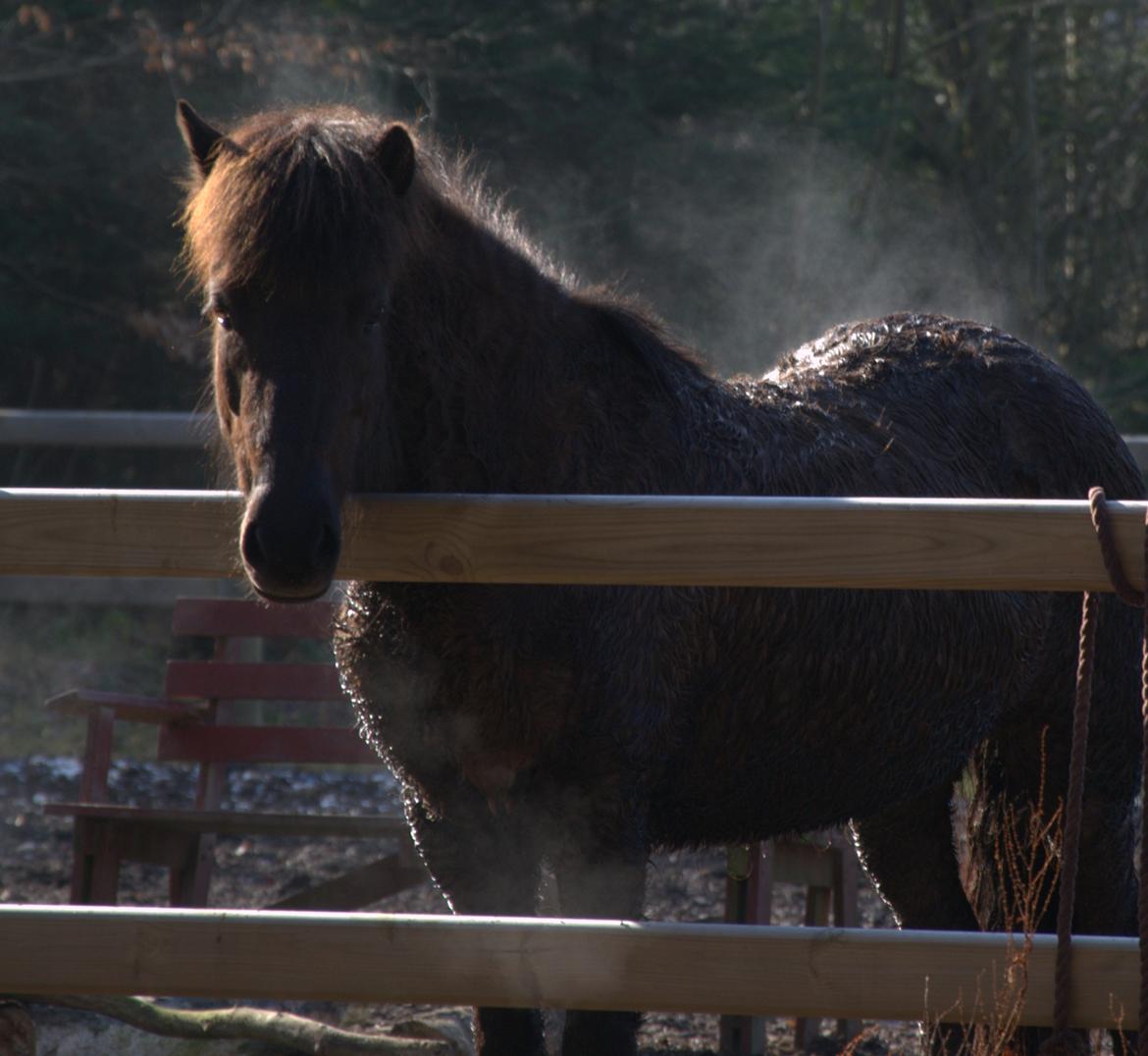 Islænder Dimma fra Kringlan billede 15