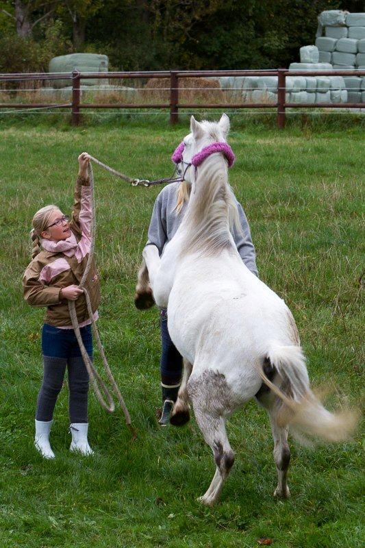 Welsh Mountain (sec A) Backerdales Gaia - Opvisning i August 2012 billede 15