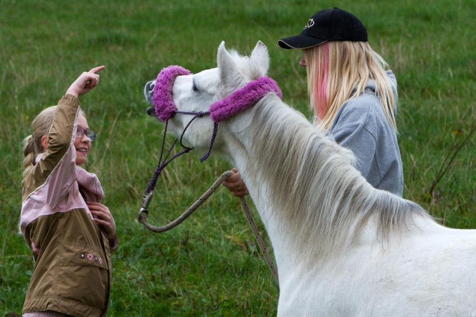 Welsh Mountain (sec A) Backerdales Gaia - Opvisning i August 2012 billede 16