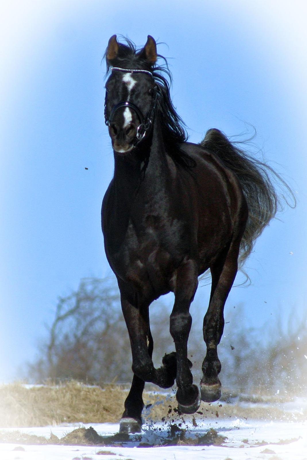 Arabisk fuldblod (OX) GS Sharif Ibn Gamil," Hingst" billede 6