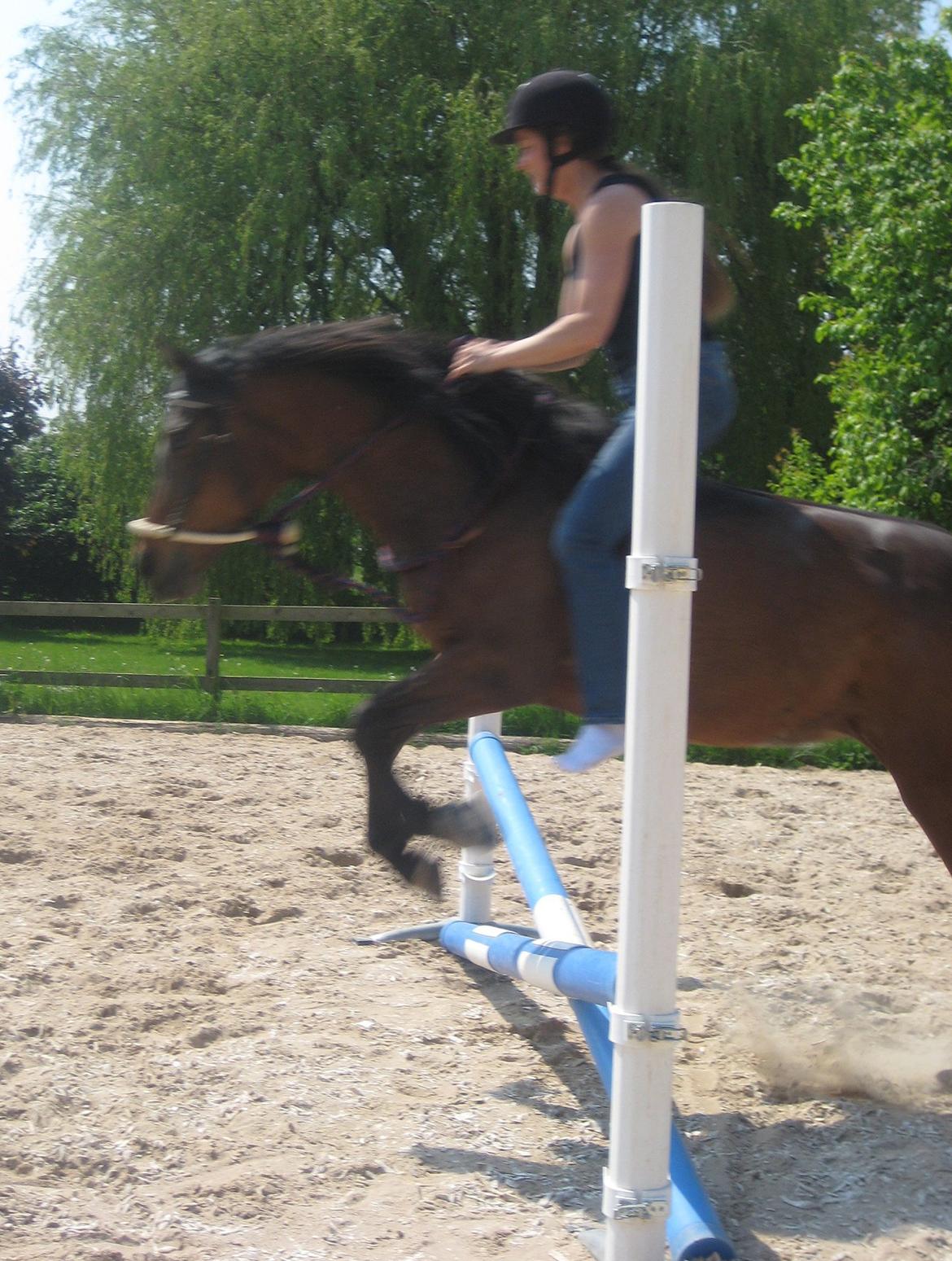 Anden særlig race Star (død september 2014) - Ingen sadel, intet bid - ingen sko billede 4