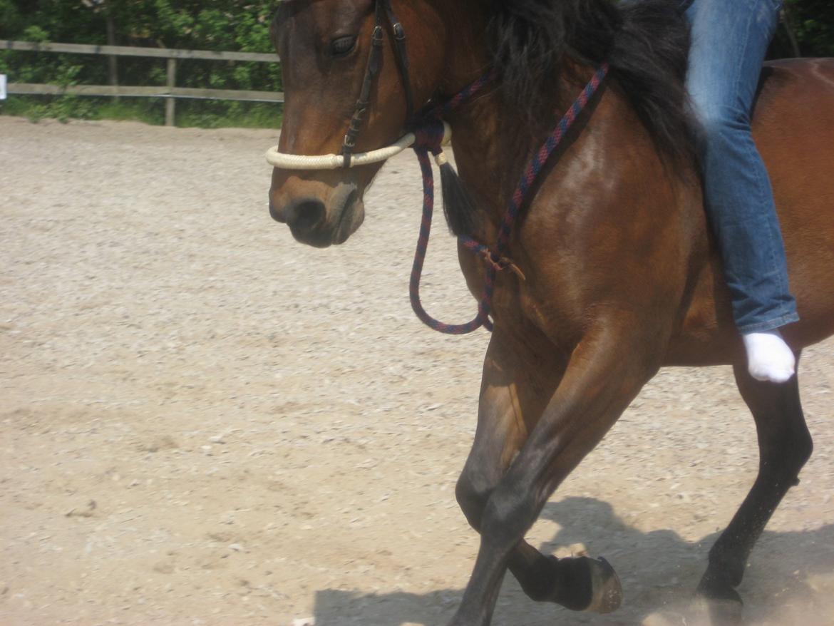 Anden særlig race Star (død september 2014) billede 6