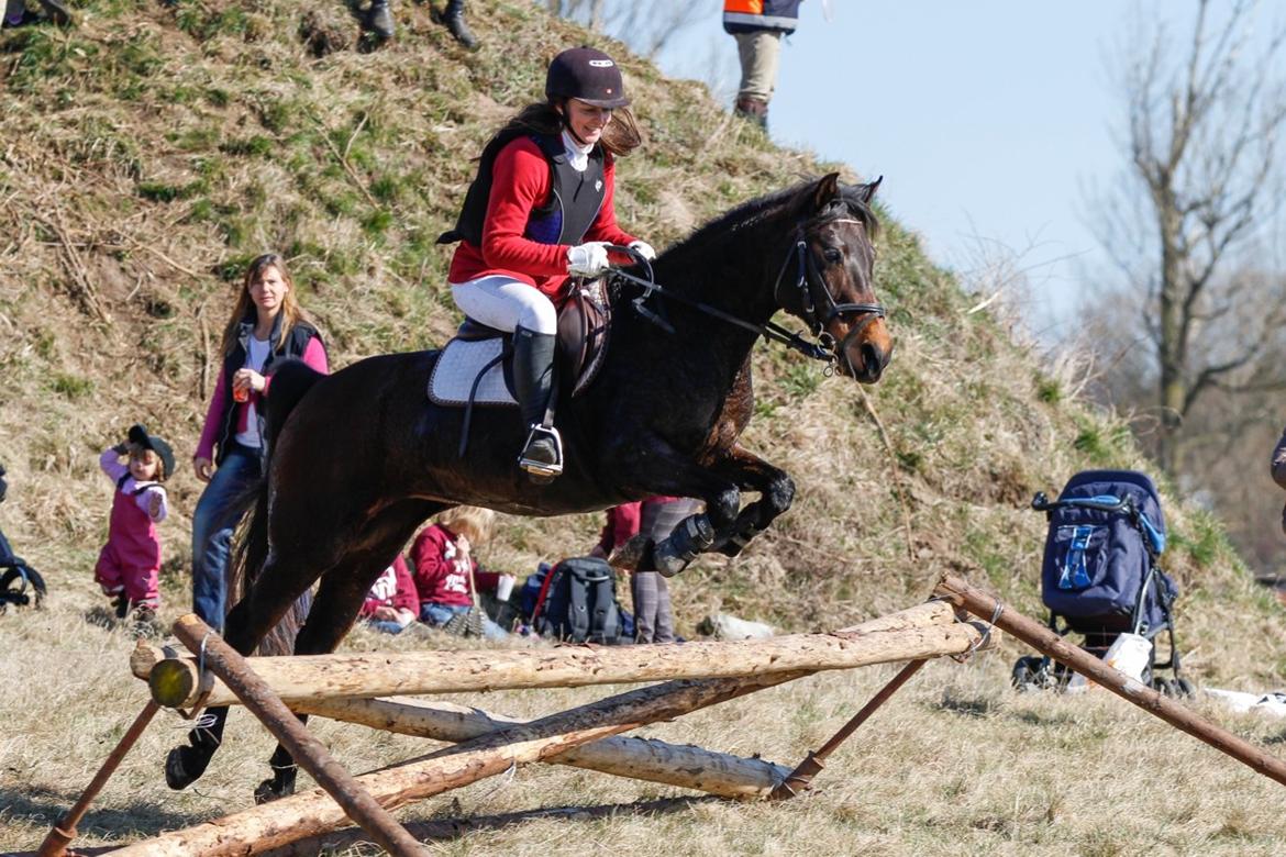Anden særlig race Star (død september 2014) - Babyjagt i Ølstykke 2012 billede 8