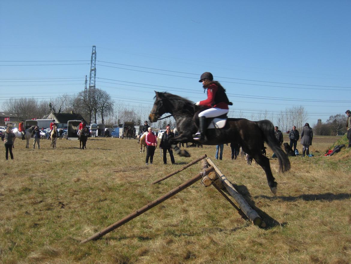 Anden særlig race Star (død september 2014) billede 9