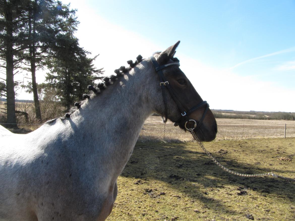 Welsh Cob (sec D) Låddenhøjs Claisson * stjerneponyen Bas * - nej så fin man er xD billede 11