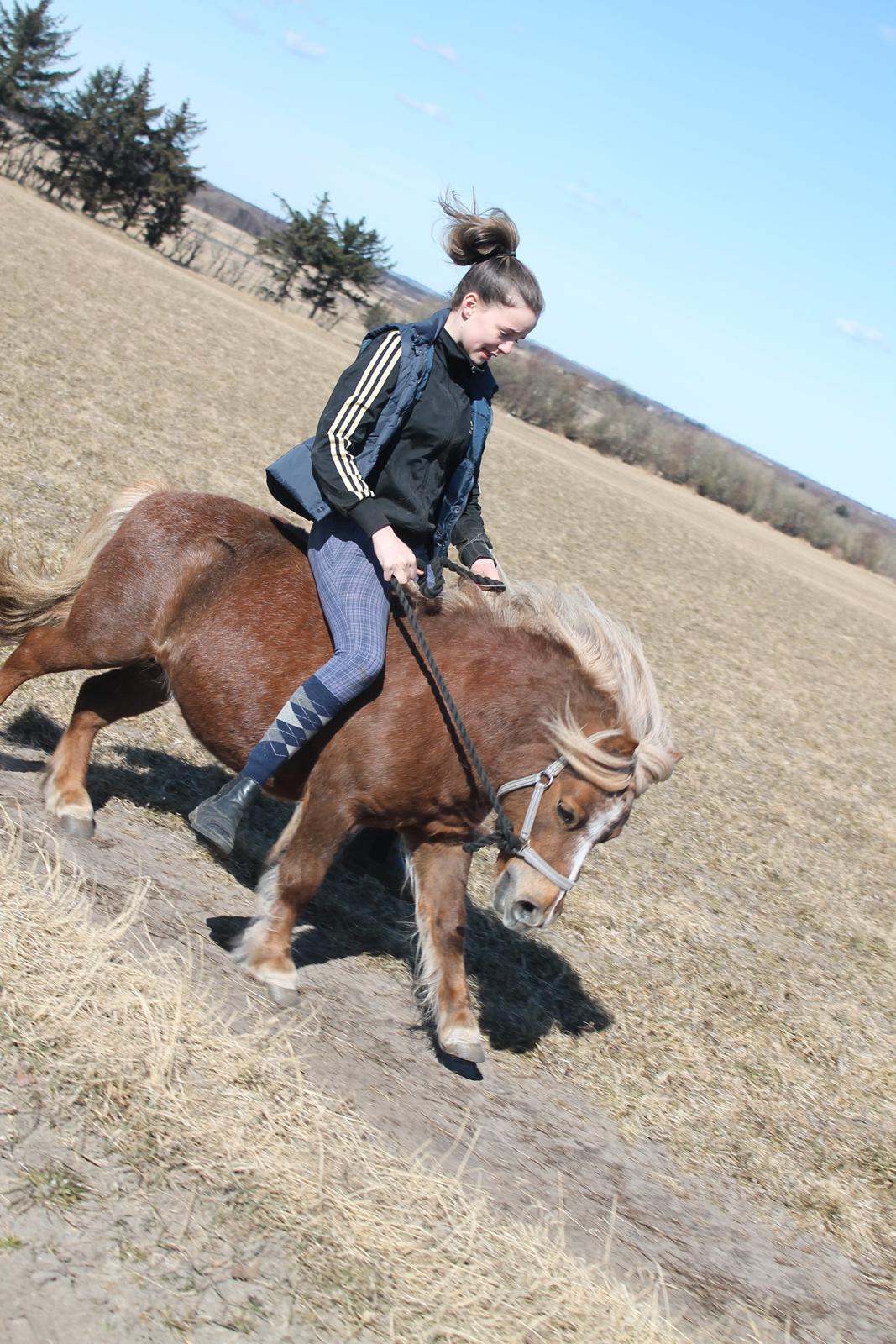 Shetlænder Turner<3skattepiie! - *Hun går helt bananas! billede 16