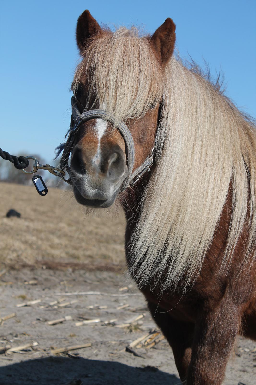 Shetlænder Turner<3skattepiie! - *Smuk, smuk, smuk... billede 17