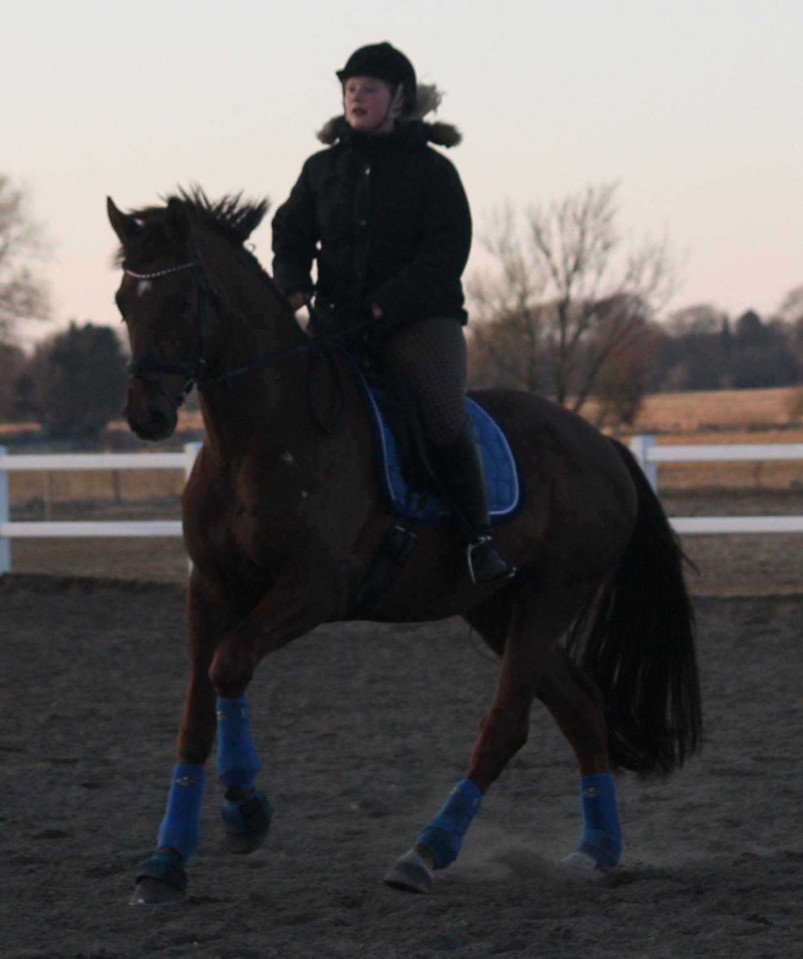 Hannoveraner Bredmose's bellami - en aften tur!<3 i selskab med min makker billede 3