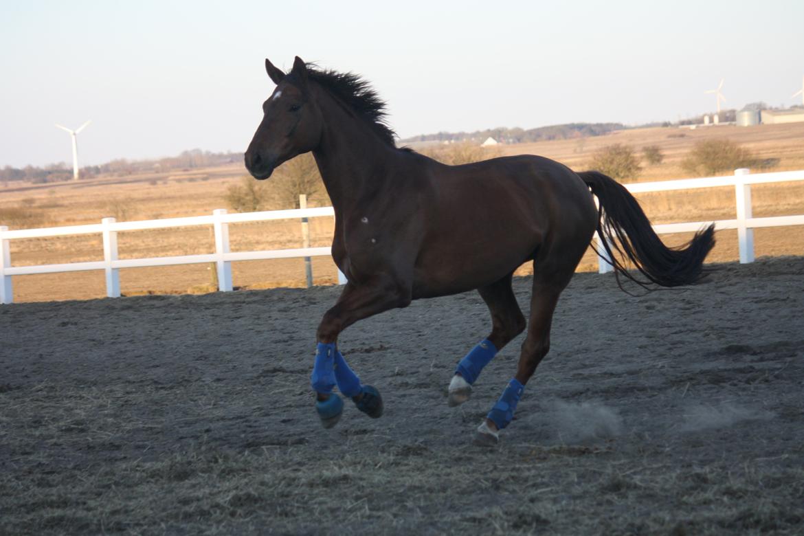 Hannoveraner Bredmose's bellami - en glad hest!<3 billede 7