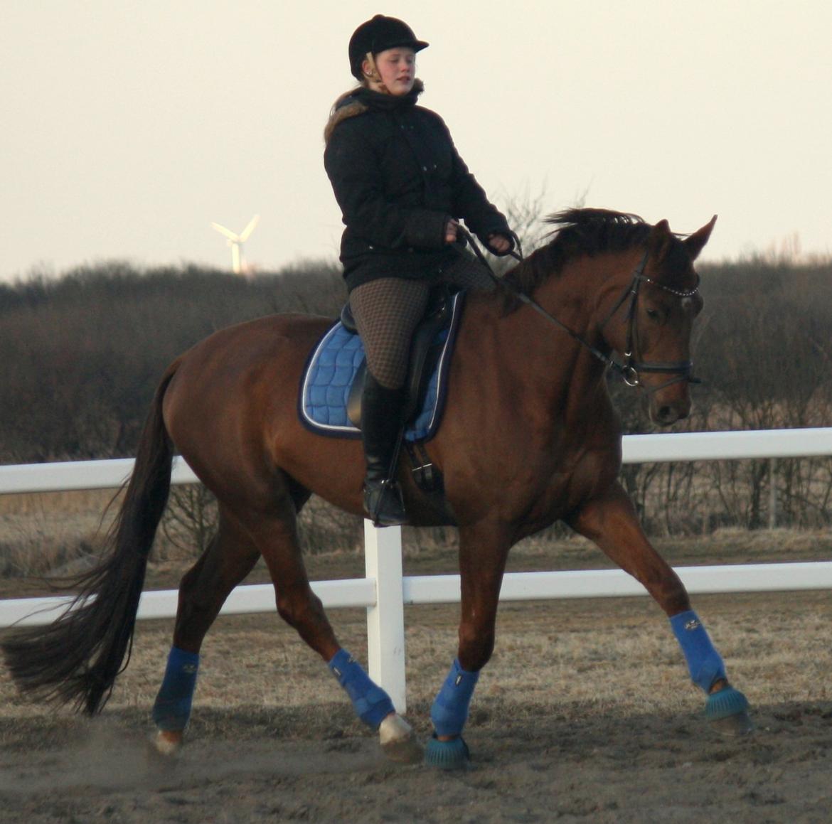 Hannoveraner Bredmose's bellami - verdensbedste<3 billede 12