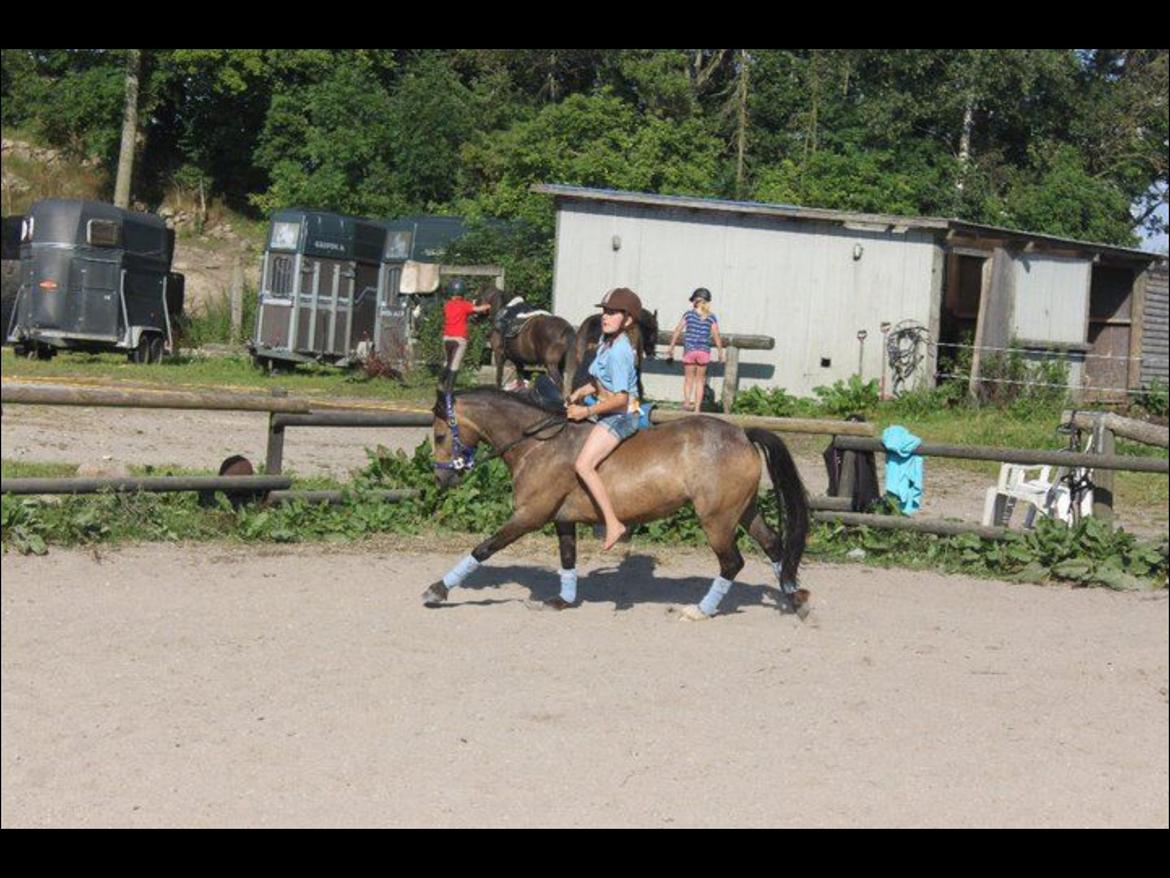 Welsh Pony (sec B) Muffe billede 1