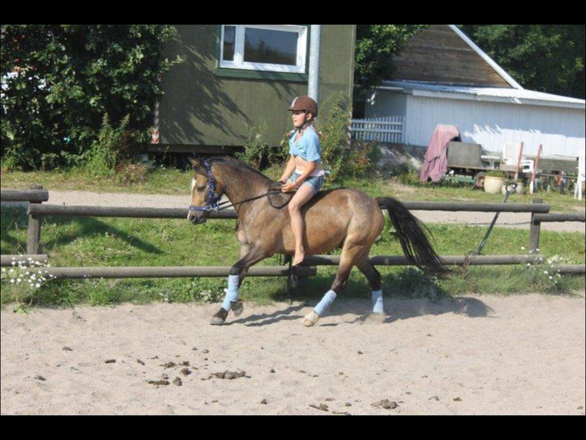 Welsh Pony (sec B) Muffe billede 2