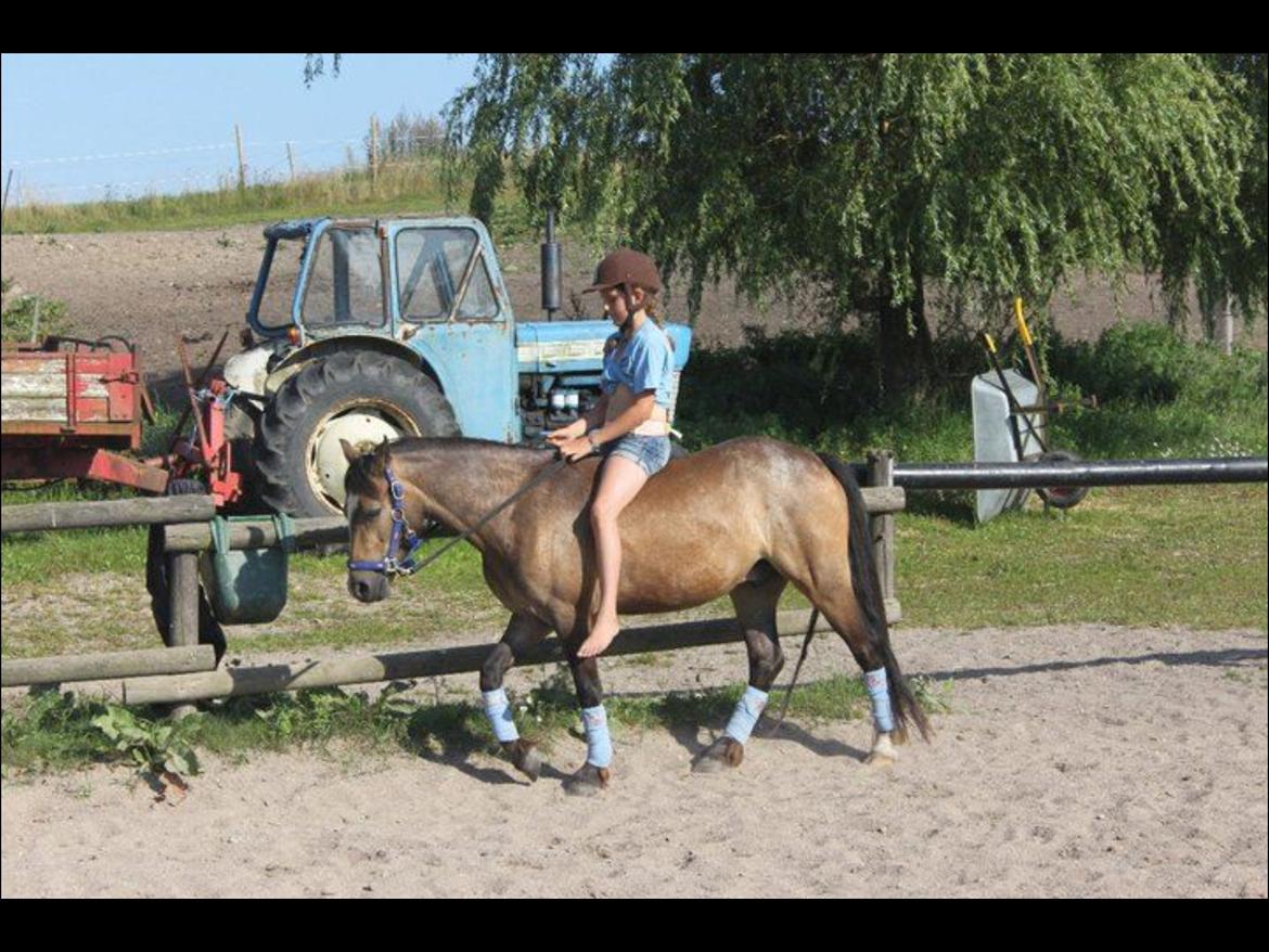 Welsh Pony (sec B) Muffe billede 4