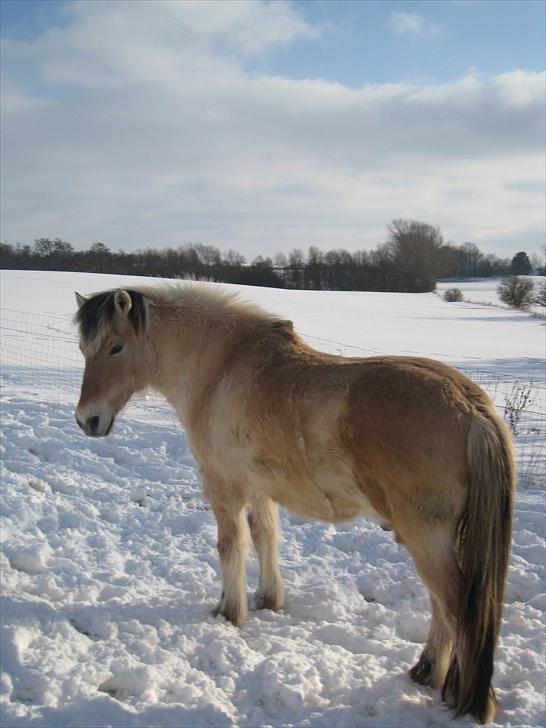 Fjordhest Simba billede 4