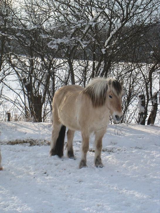 Fjordhest Simba billede 2