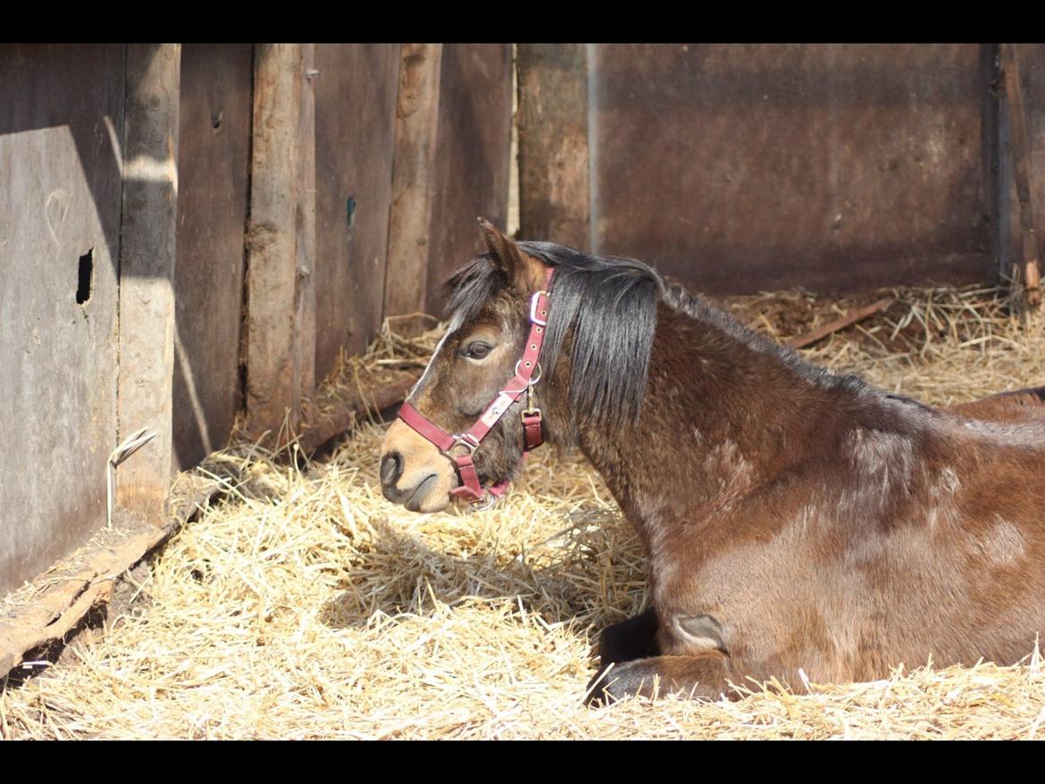 Welsh Pony (sec B) Muffe billede 5