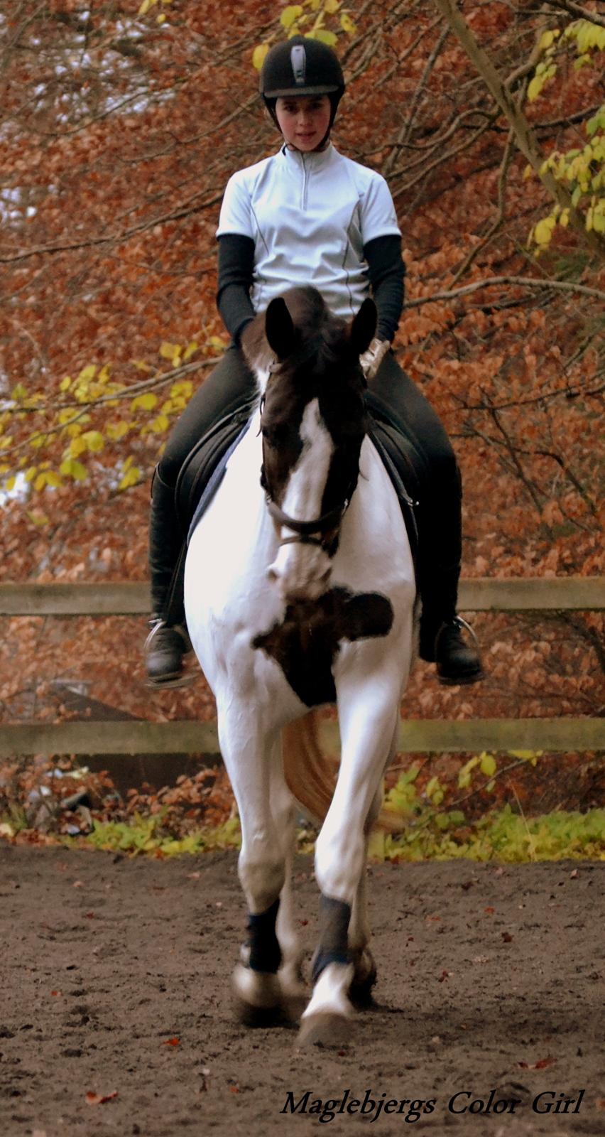 Anden særlig race Maglebjergs Color Girl billede 17