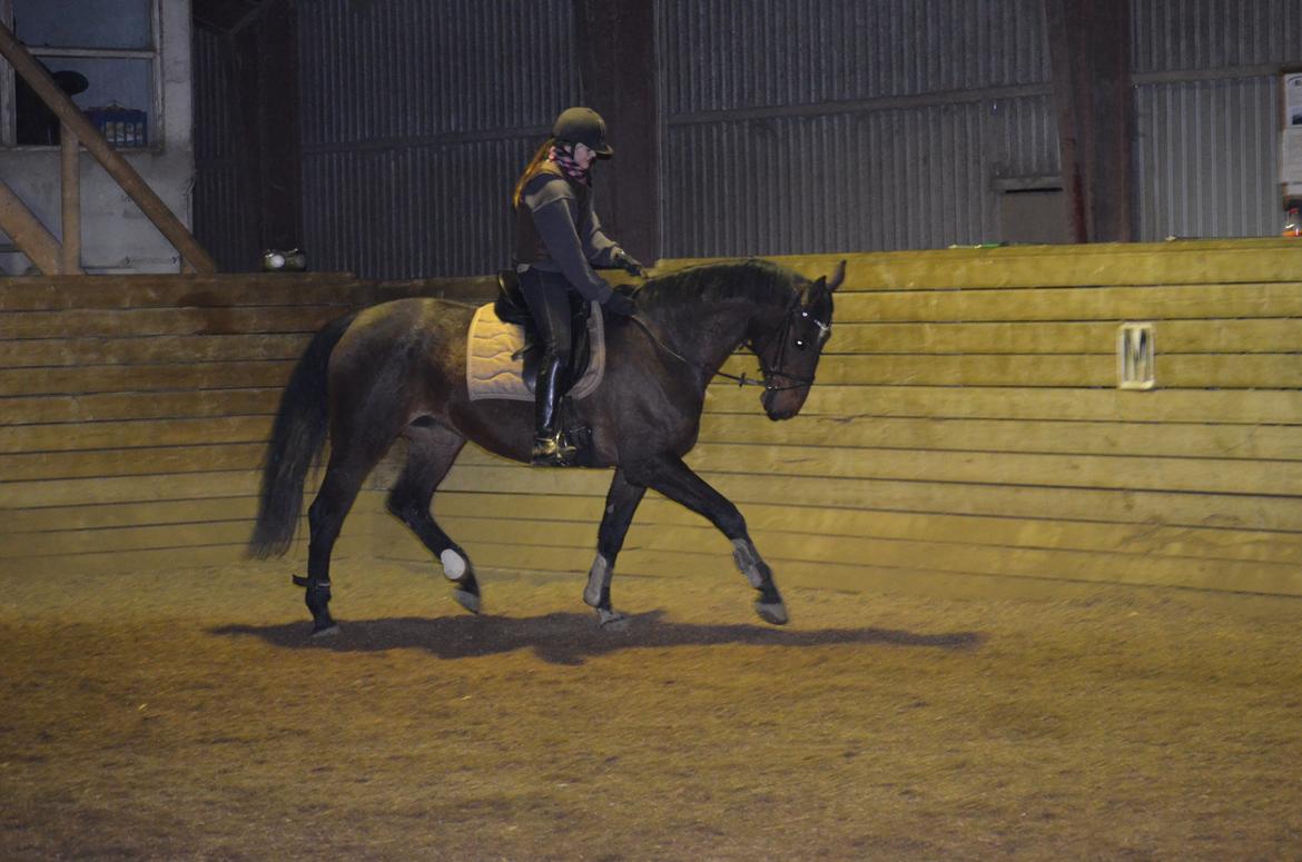 Dansk Varmblod ELMIRA *Elle* - undskyld kvaliteten på billederne.. billede 1