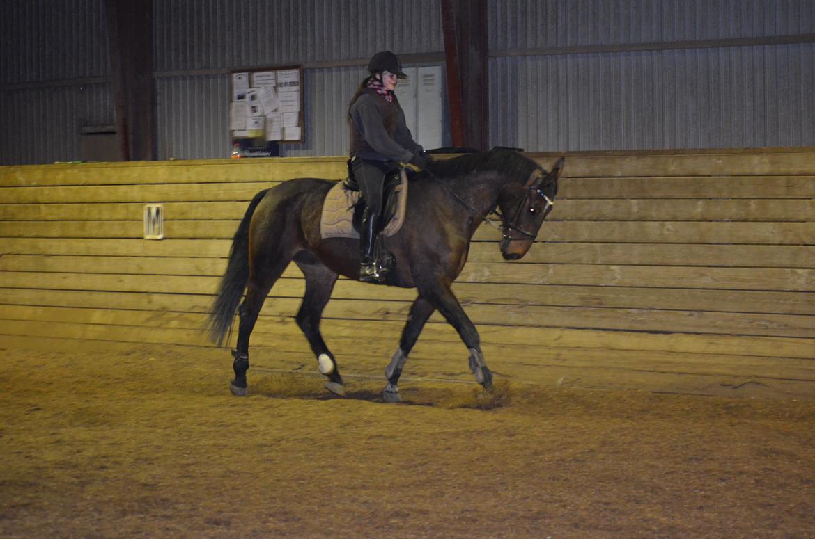 Dansk Varmblod ELMIRA *Elle* billede 2