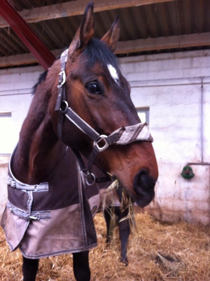 Dansk Varmblod ELMIRA *Elle* billede 3