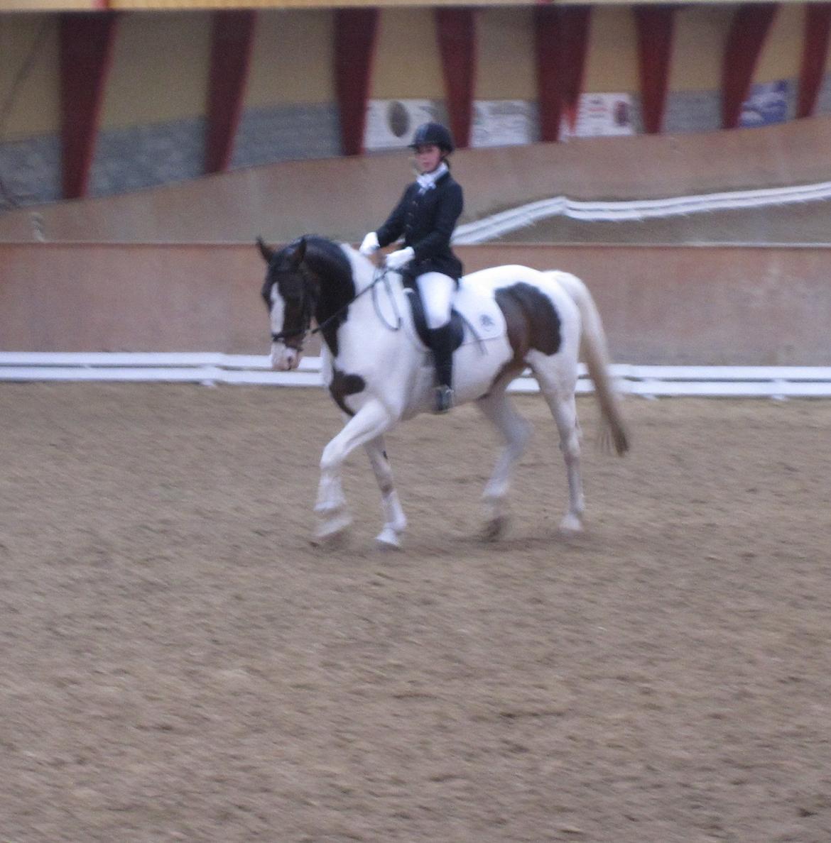 Anden særlig race Maglebjergs Color Girl - Stævne på Hillerød Sportsrideklub - LC2 billede 18