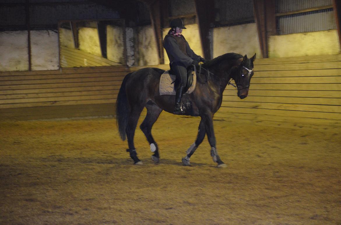 Dansk Varmblod ELMIRA *Elle* billede 4