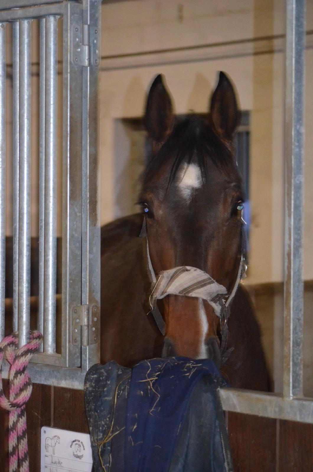 Dansk Varmblod ELMIRA *Elle* billede 5