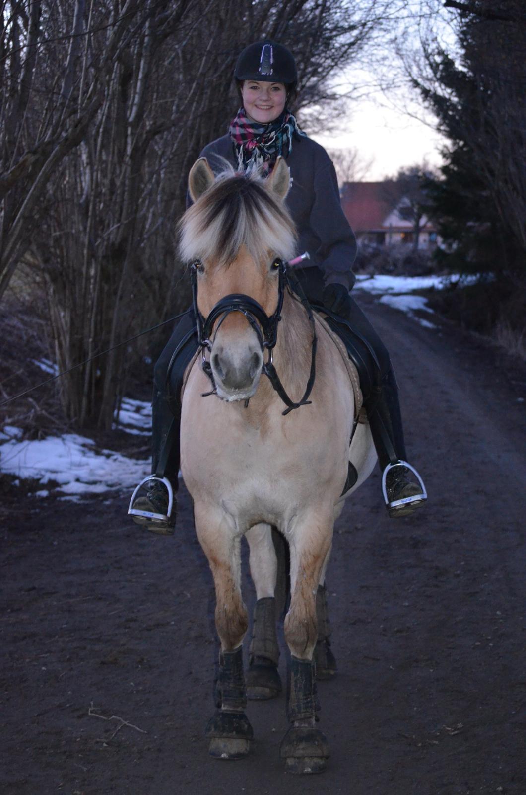 Fjordhest SAMBO *Bamme* - Dejlig forårs aften med baby. billede 19