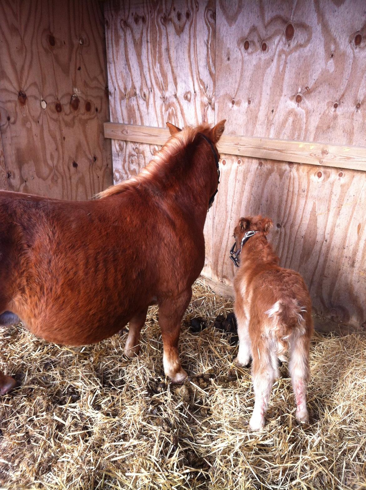 Shetlænder Højgaards Noma billede 9