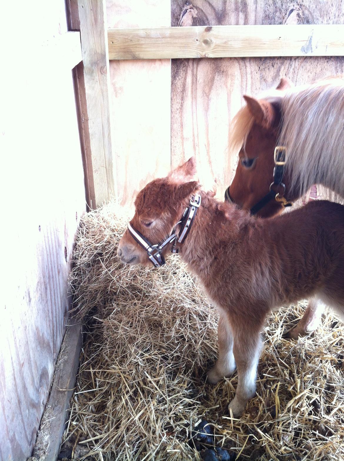 Shetlænder Højgaards Noma billede 11