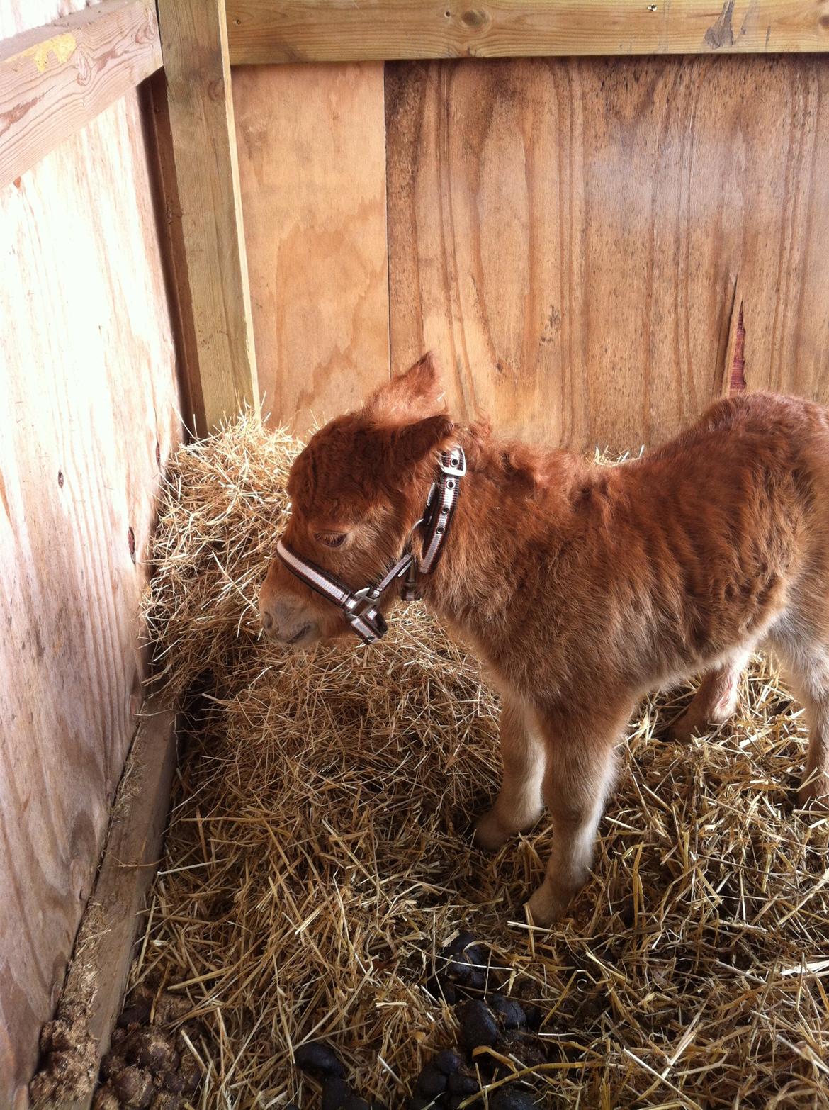 Shetlænder Højgaards Noma billede 12