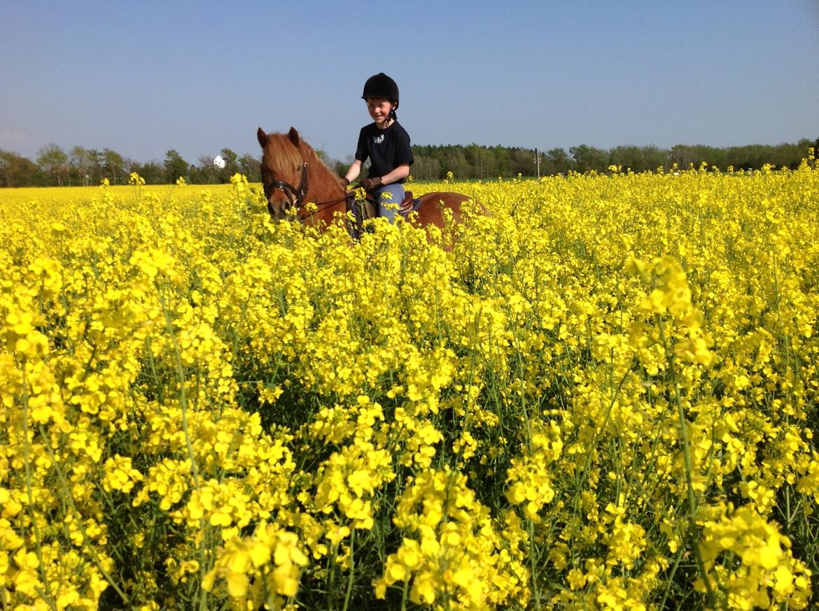Anden særlig race Laban billede 9
