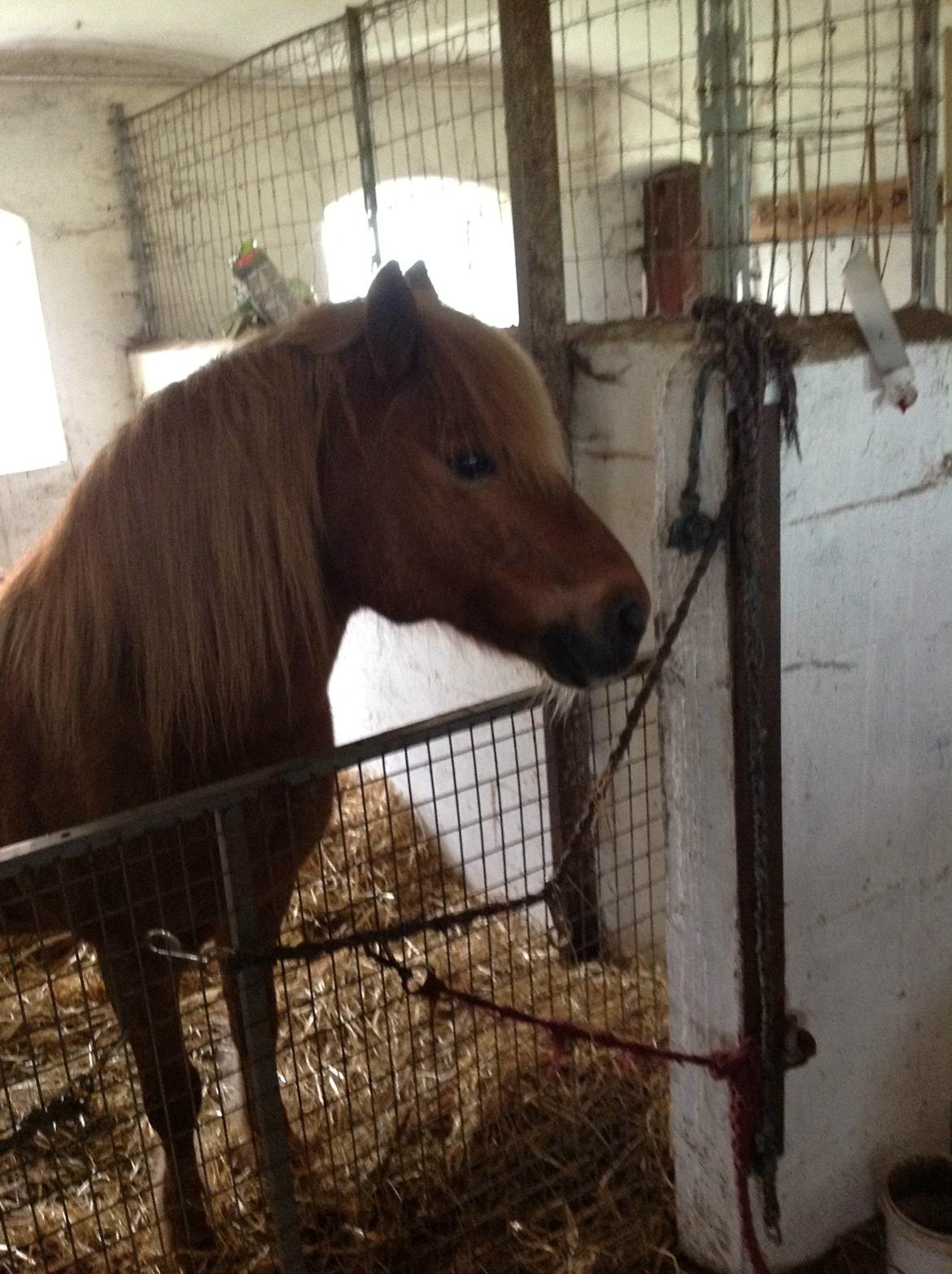 Anden særlig race Laban billede 10
