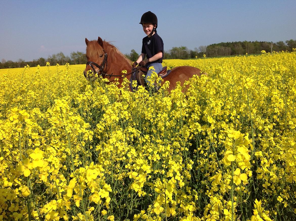 Anden særlig race Laban billede 11