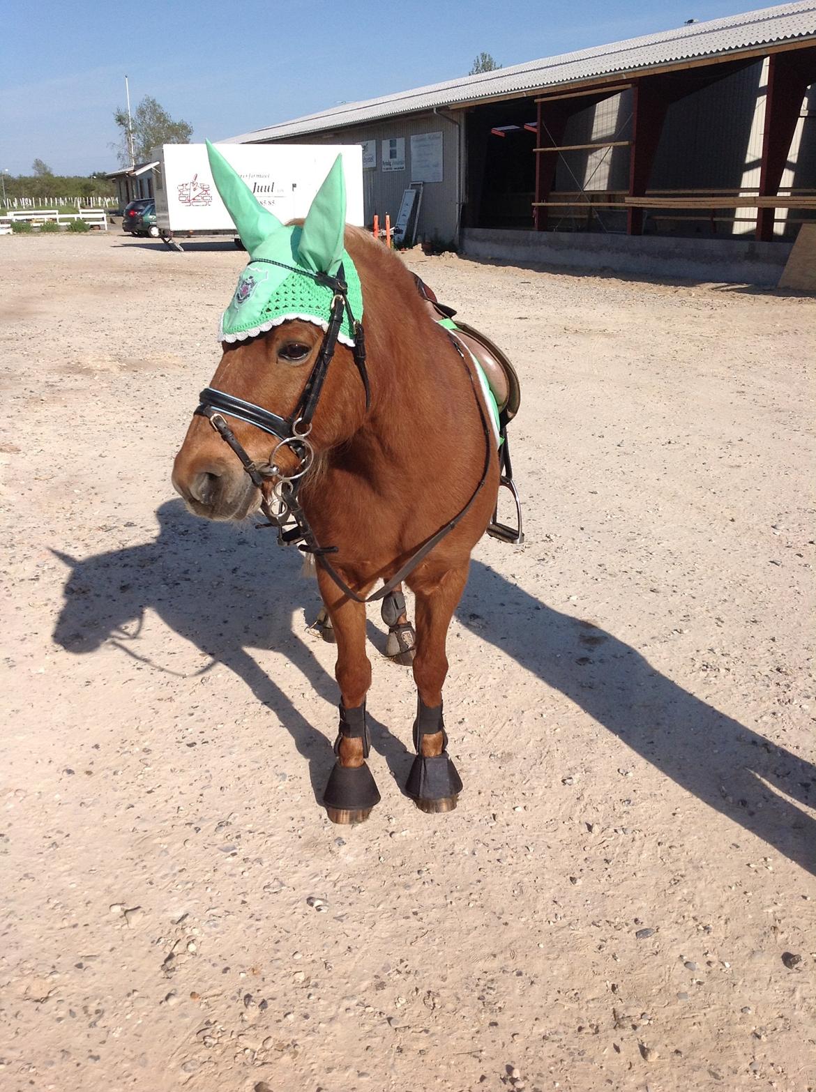 Anden særlig race Laban billede 12