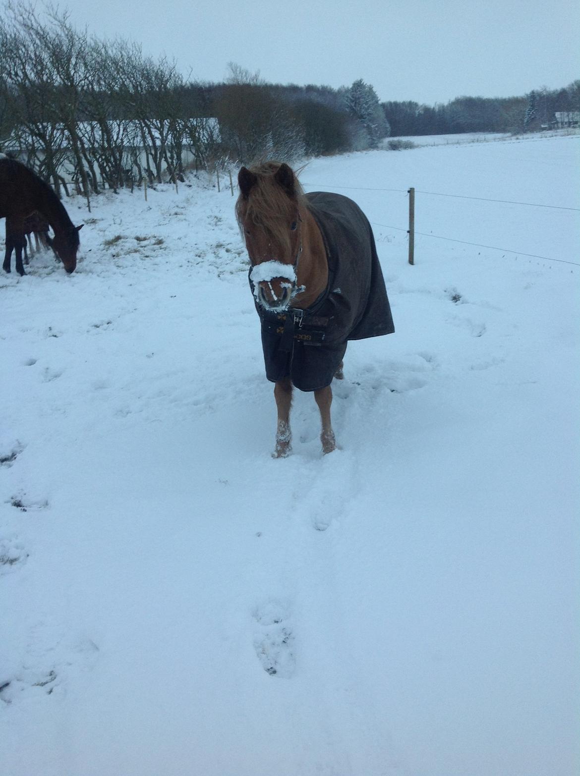 Anden særlig race Laban billede 13