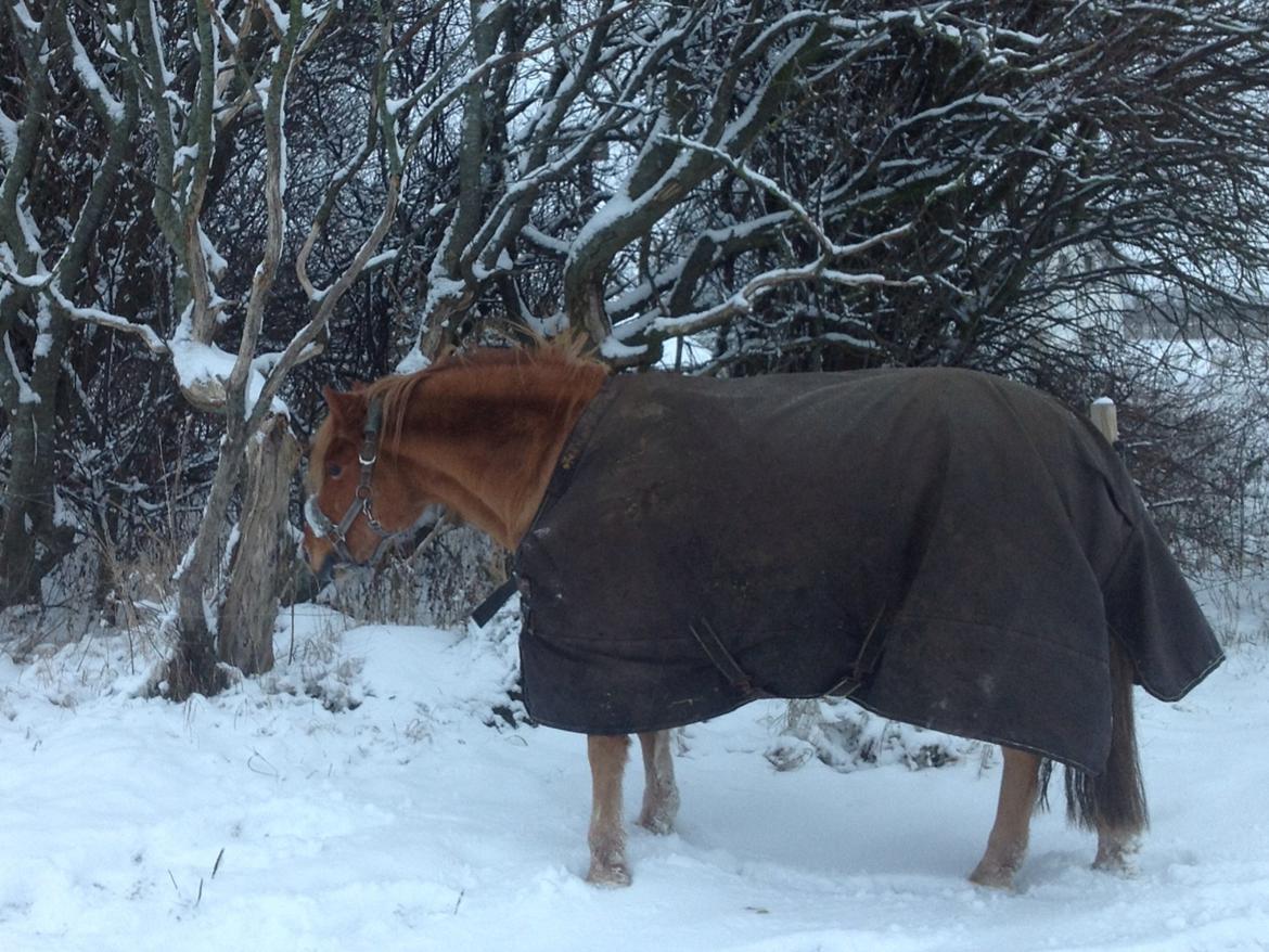 Anden særlig race Laban billede 14