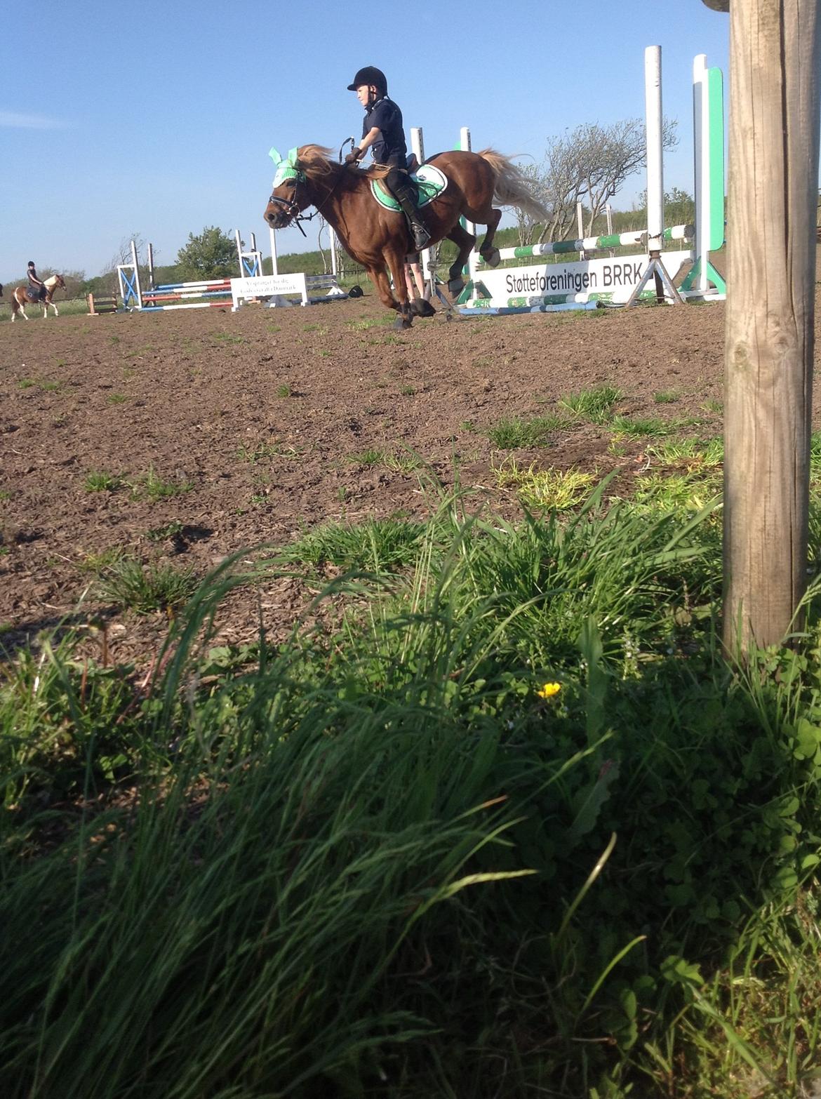 Anden særlig race Laban billede 15