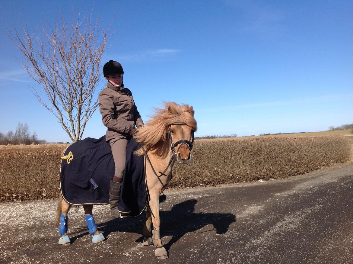Anden særlig race Laban billede 16