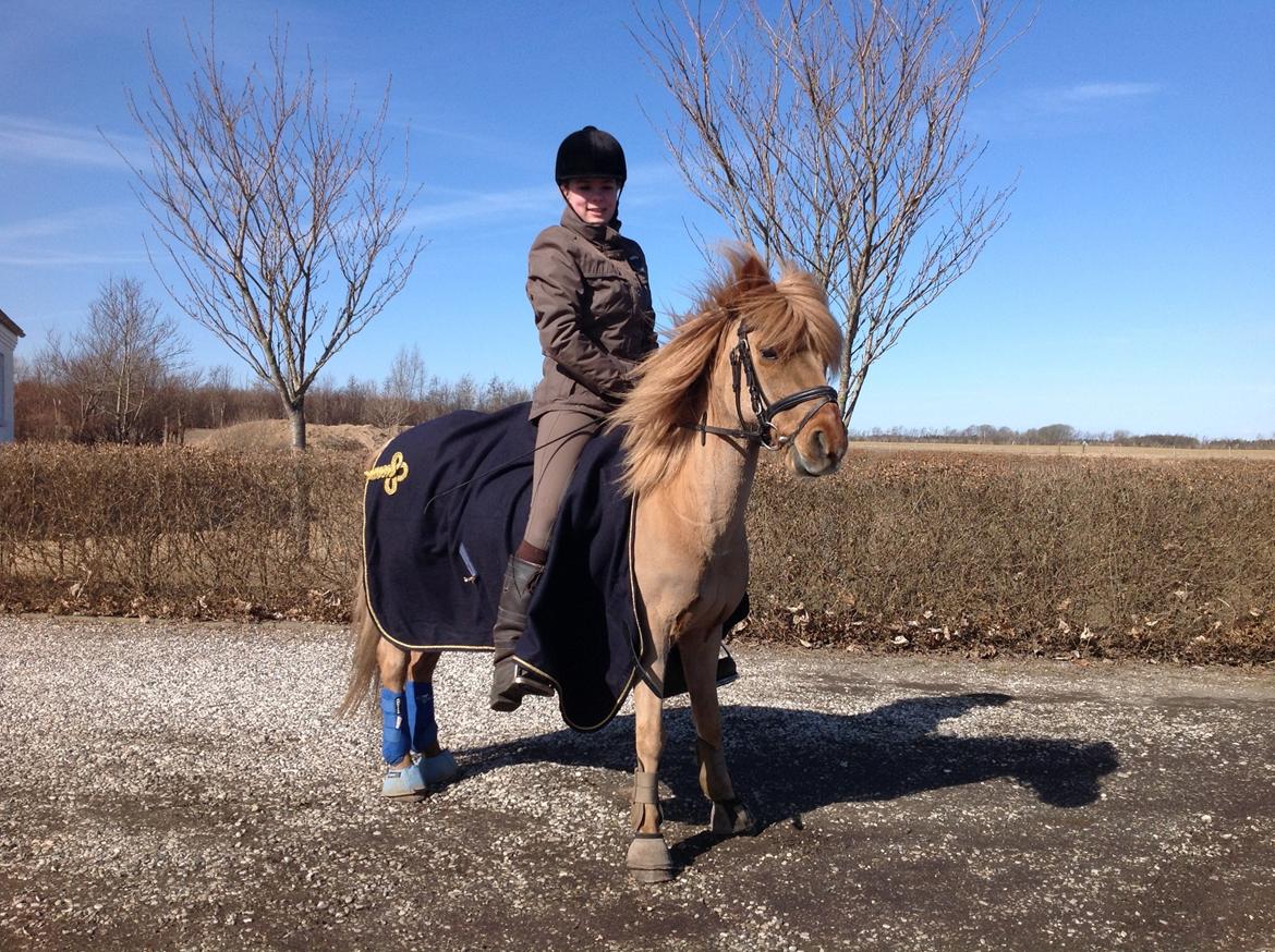 Anden særlig race Laban billede 17