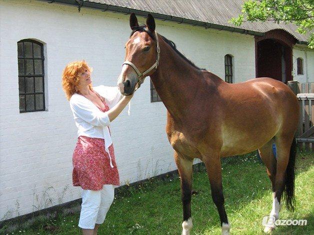 Dansk Varmblod Van Gogh billede 5