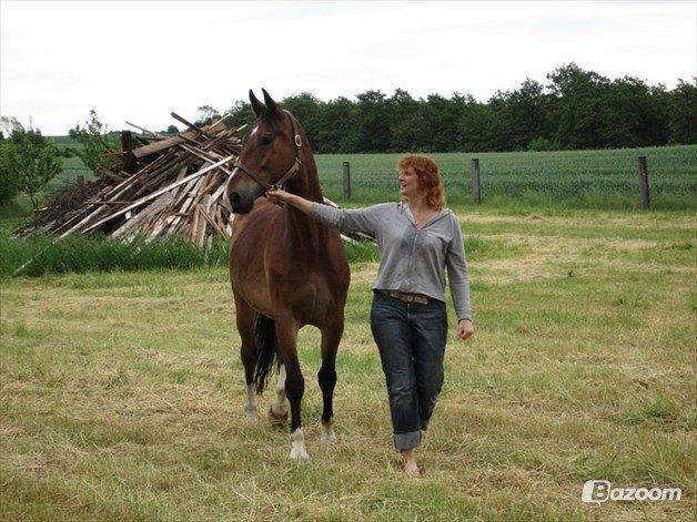 Dansk Varmblod Van Gogh billede 2