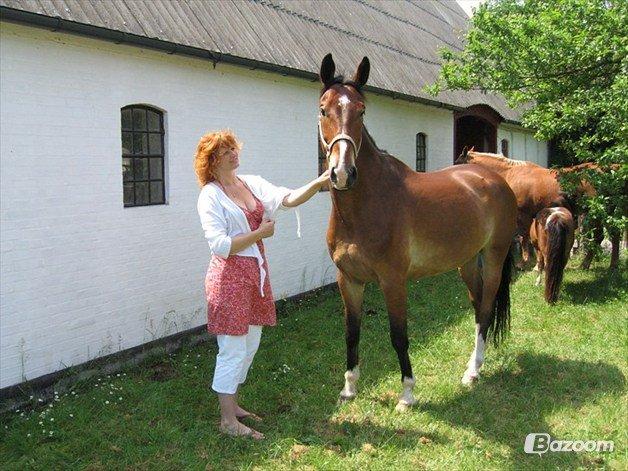 Dansk Varmblod Van Gogh billede 4