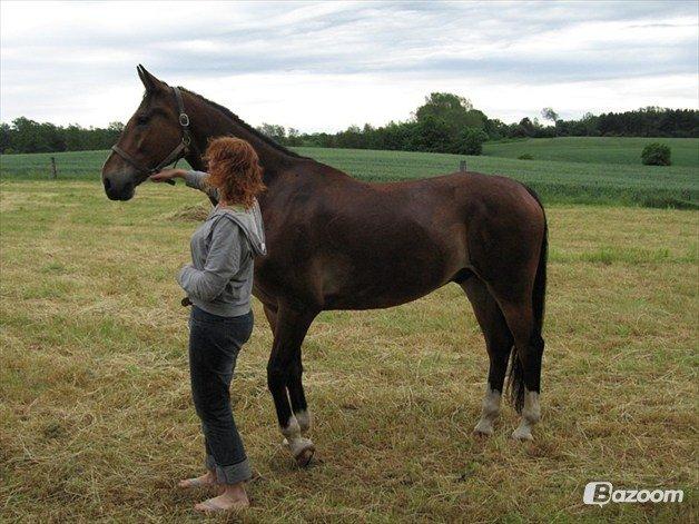 Dansk Varmblod Van Gogh billede 3