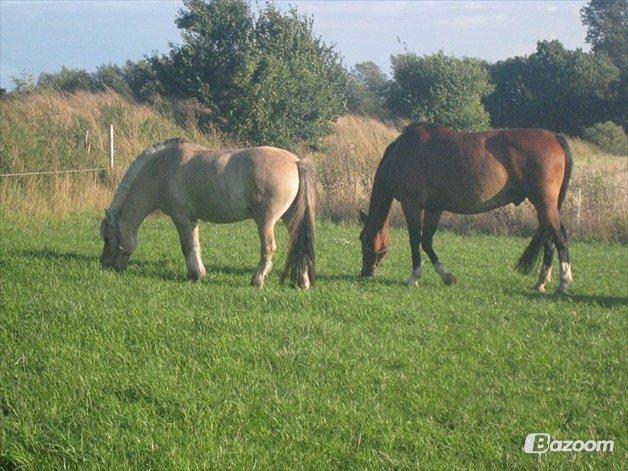 Dansk Varmblod Van Gogh - Simba og Gokke billede 8