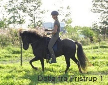 Islænder Dotla billede 1