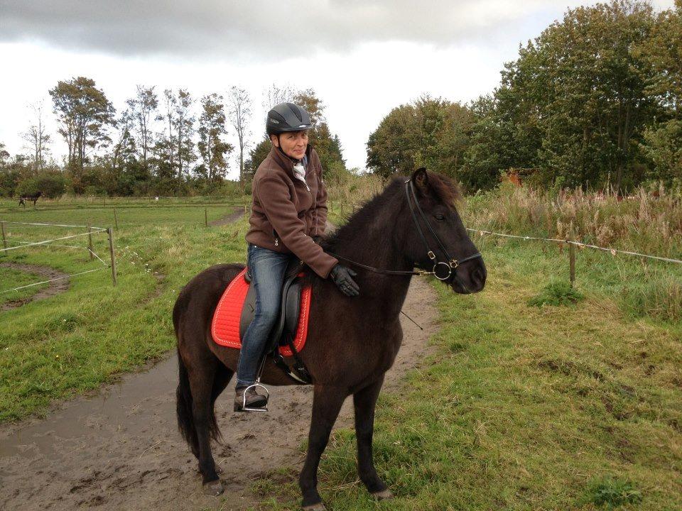 Islænder Dotla billede 2