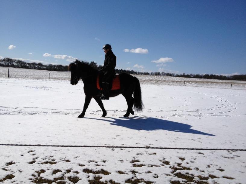 Islænder Dotla billede 3