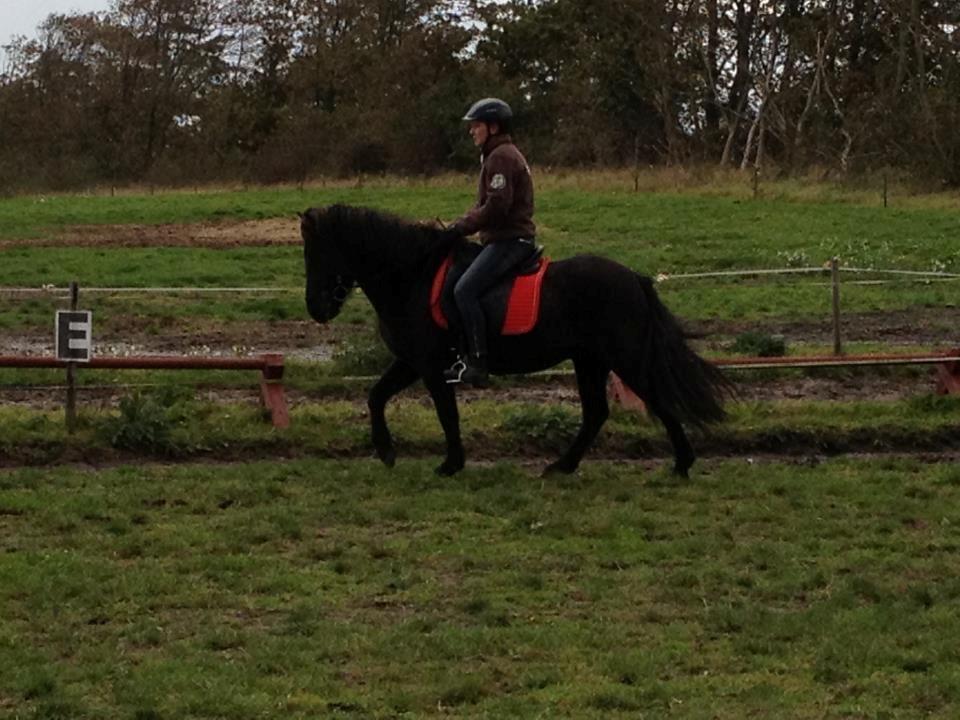 Islænder Dotla billede 4